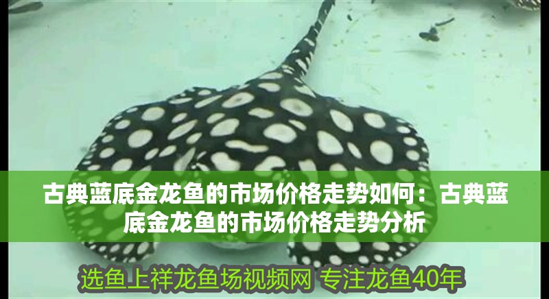 古典藍底金龍魚的市場價格走勢如何：古典藍底金龍魚的市場價格走勢分析