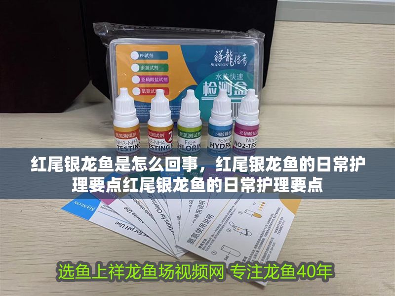 紅尾銀龍魚是怎么回事，紅尾銀龍魚的日常護理要點紅尾銀龍魚的日常護理要點
