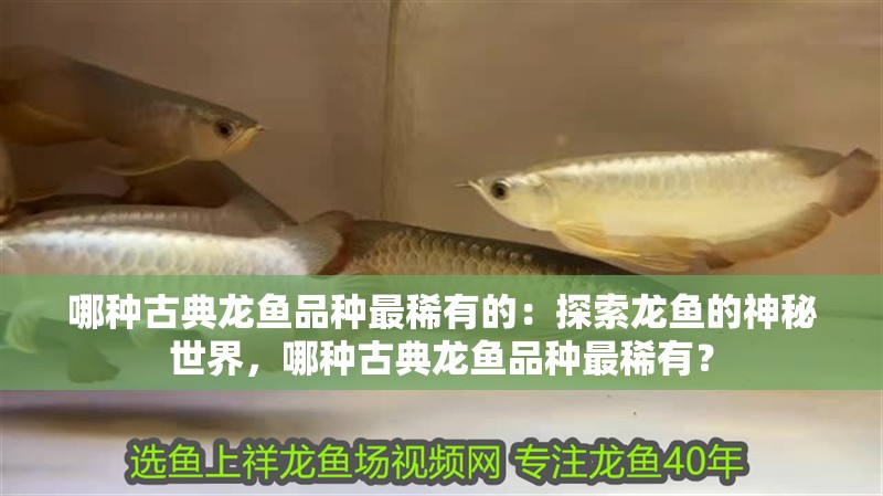哪種古典龍魚品種最稀有的：探索龍魚的神秘世界，哪種古典龍魚品種最稀有？