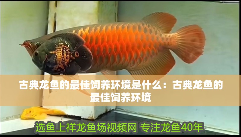 古典龍魚的最佳飼養環境是什么：古典龍魚的最佳飼養環境