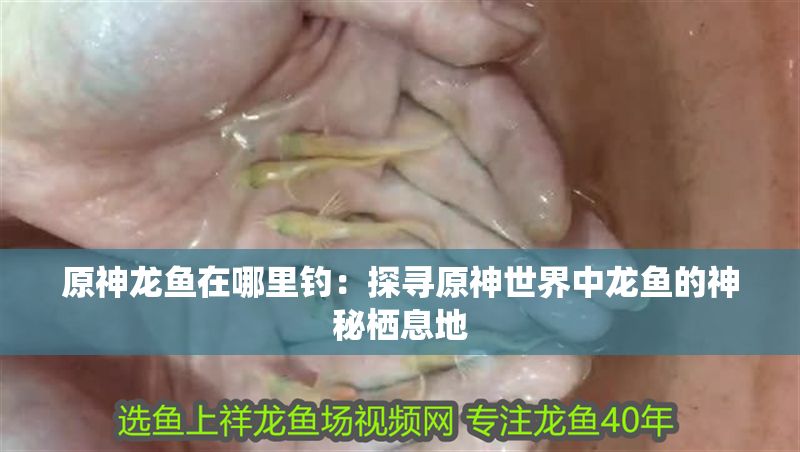 原神龍魚在哪里釣：探尋原神世界中龍魚的神秘棲息地