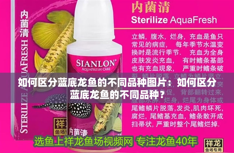 如何區(qū)分藍底龍魚的不同品種圖片：如何區(qū)分藍底龍魚的不同品種？