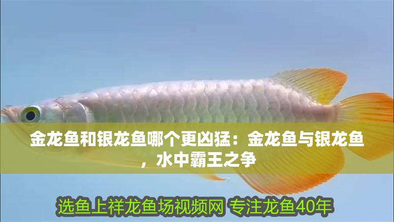 金龍魚和銀龍魚哪個(gè)更兇猛：金龍魚與銀龍魚，水中霸王之爭(zhēng)
