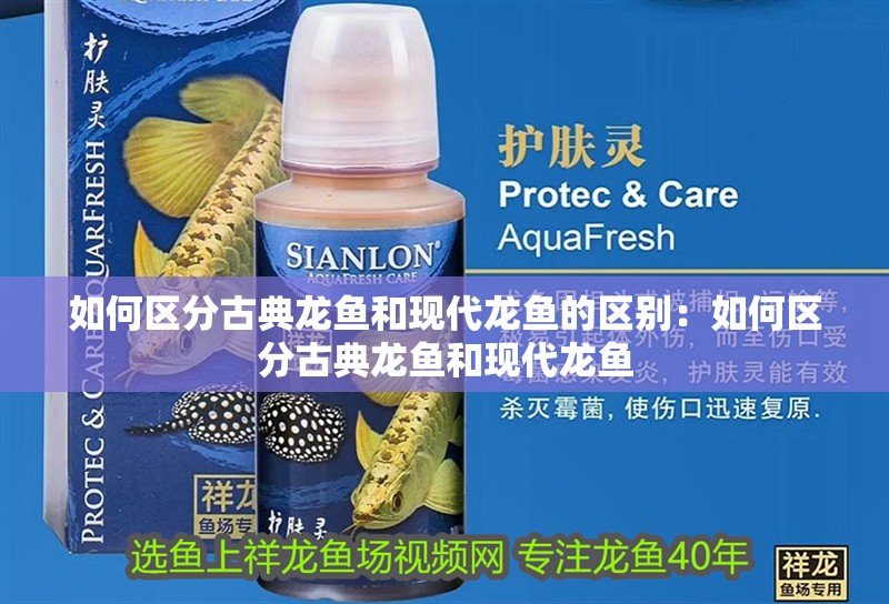 如何區分古典龍魚和現代龍魚的區別：如何區分古典龍魚和現代龍魚