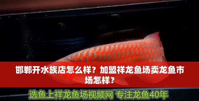 邯鄲開水族店怎么樣？加盟祥龍魚場賣龍魚市場怎樣？