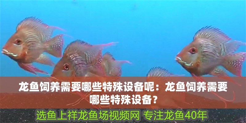龍魚飼養需要哪些特殊設備呢：龍魚飼養需要哪些特殊設備？