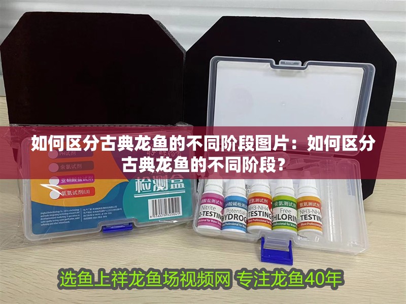 如何區分古典龍魚的不同階段圖片：如何區分古典龍魚的不同階段？