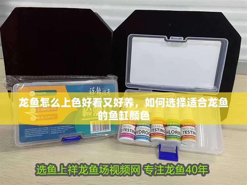 龍魚怎么上色好看又好養(yǎng)，如何選擇適合龍魚的魚缸顏色