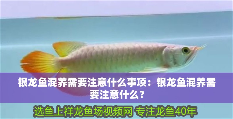 銀龍魚混養(yǎng)需要注意什么事項(xiàng)：銀龍魚混養(yǎng)需要注意什么？