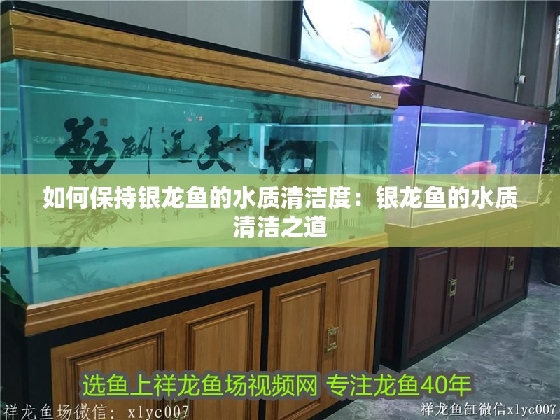 如何保持銀龍魚的水質清潔度：銀龍魚的水質清潔之道