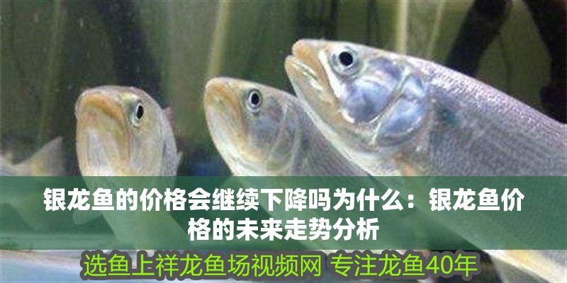 銀龍魚的價格會繼續下降嗎為什么：銀龍魚價格的未來走勢分析