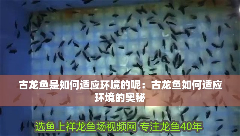 古龍魚是如何適應環境的呢：古龍魚如何適應環境的奧秘