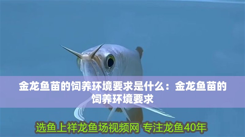金龍魚苗的飼養(yǎng)環(huán)境要求是什么：金龍魚苗的飼養(yǎng)環(huán)境要求