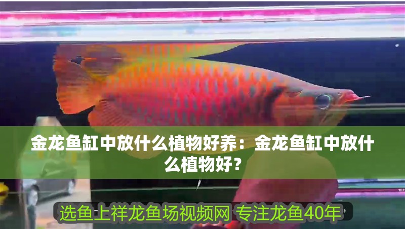 金龍魚缸中放什么植物好養：金龍魚缸中放什么植物好？