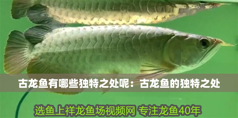 古龍魚有哪些獨特之處呢：古龍魚的獨特之處