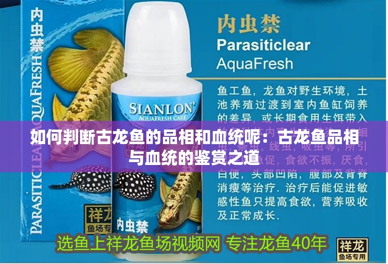 如何判斷古龍魚的品相和血統呢：古龍魚品相與血統的鑒賞之道