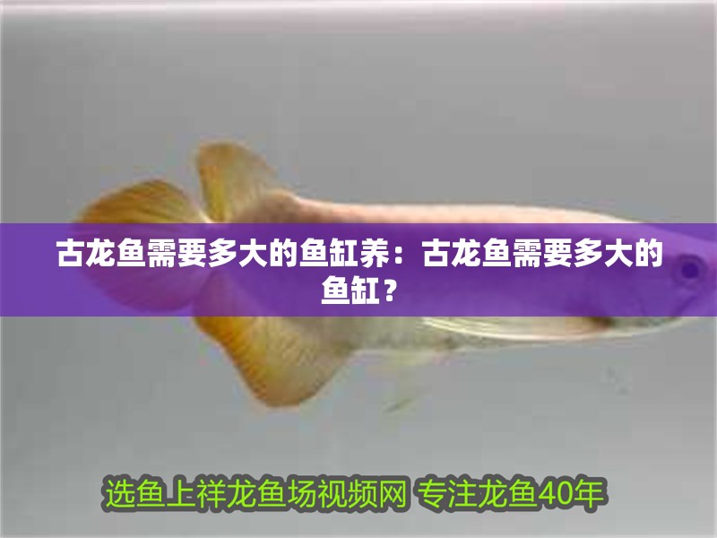 古龍魚需要多大的魚缸養(yǎng)：古龍魚需要多大的魚缸？