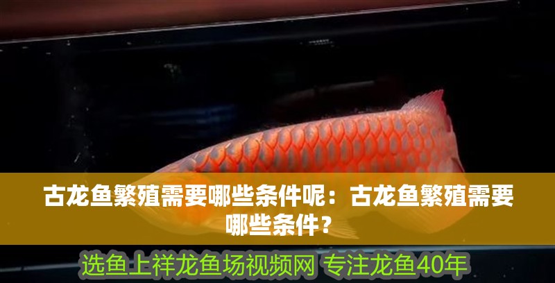 古龍魚繁殖需要哪些條件呢：古龍魚繁殖需要哪些條件？
