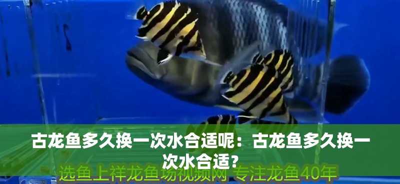 古龍魚多久換一次水合適呢：古龍魚多久換一次水合適？