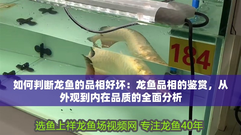 如何判斷龍魚的品相好壞：龍魚品相的鑒賞，從外觀到內在品質的全面分析
