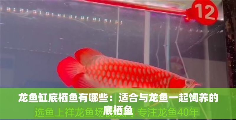 龍魚缸底棲魚有哪些：適合與龍魚一起飼養的底棲魚
