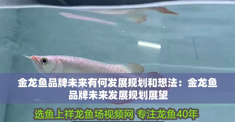金龍魚品牌未來(lái)有何發(fā)展規(guī)劃和想法：金龍魚品牌未來(lái)發(fā)展規(guī)劃展望