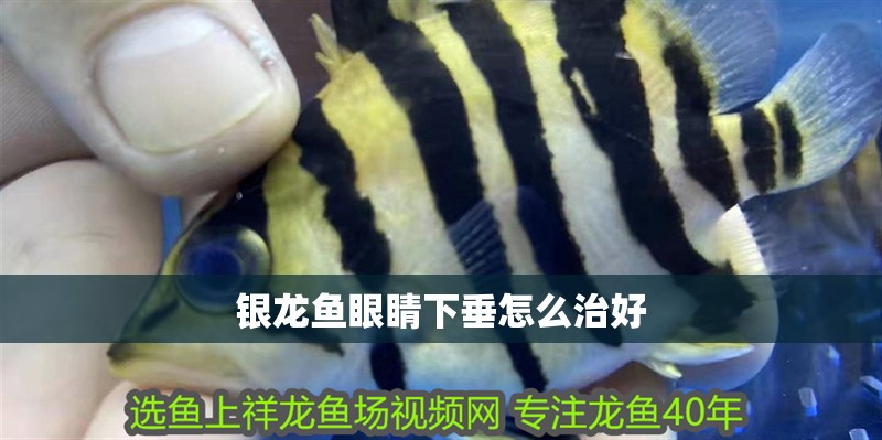 銀龍魚眼睛下垂怎么治好