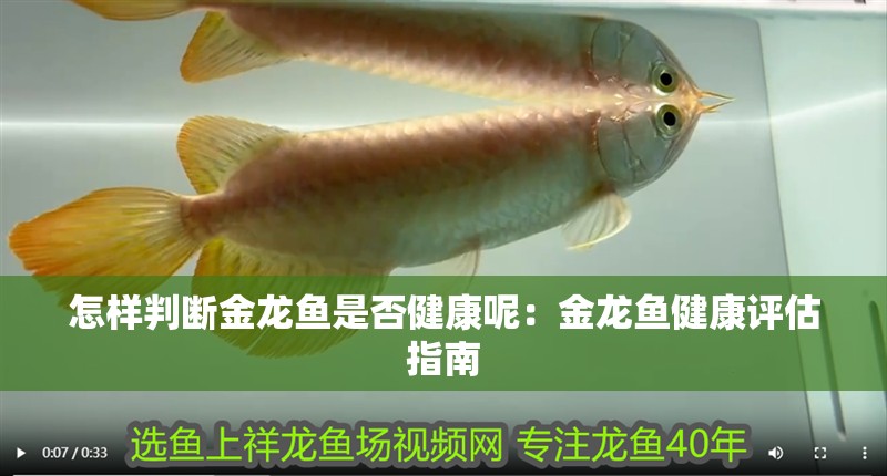 怎樣判斷金龍魚是否健康呢：金龍魚健康評估指南