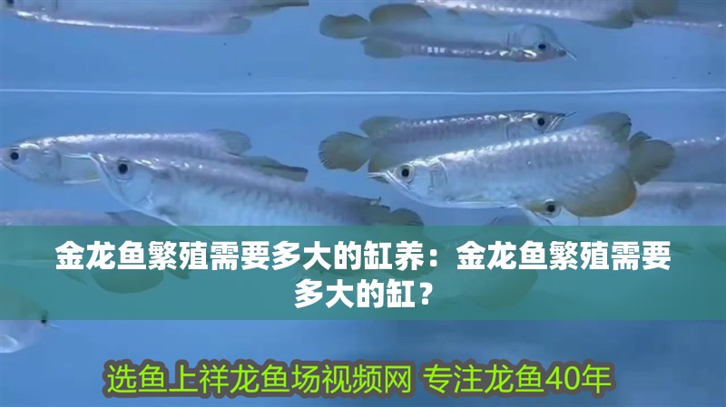 金龍魚繁殖需要多大的缸養：金龍魚繁殖需要多大的缸？