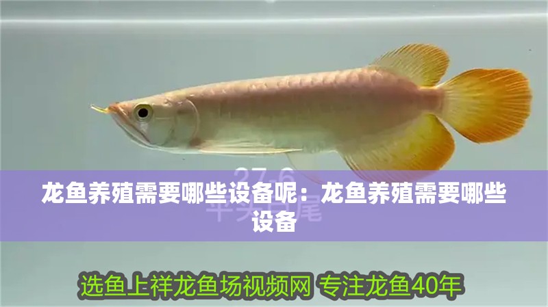龍魚養殖需要哪些設備呢：龍魚養殖需要哪些設備