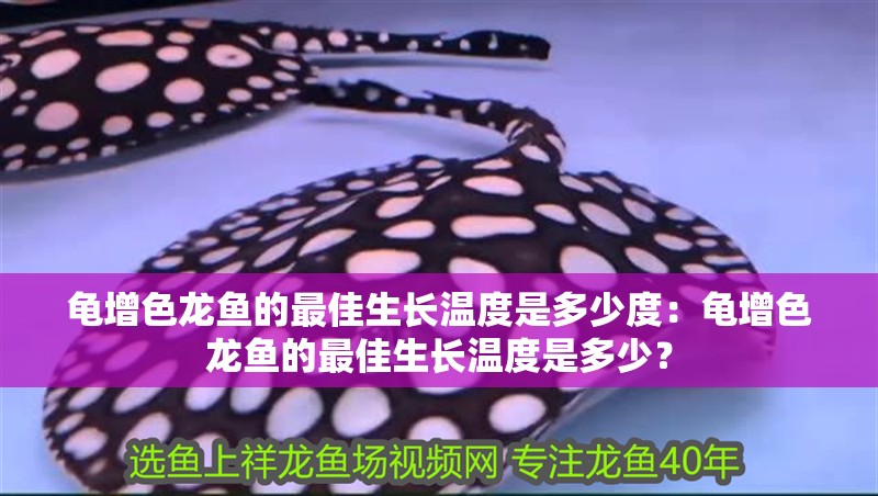 龜增色龍魚的最佳生長溫度是多少度：龜增色龍魚的最佳生長溫度是多少？