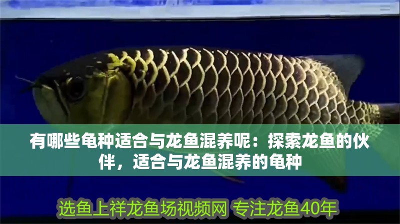 有哪些龜種適合與龍魚混養呢：探索龍魚的伙伴，適合與龍魚混養的龜種