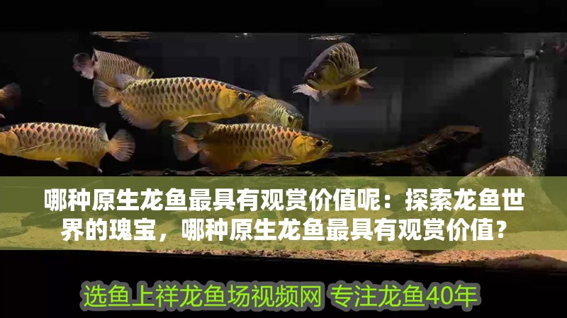 哪種原生龍魚最具有觀賞價值呢：探索龍魚世界的瑰寶，哪種原生龍魚最具有觀賞價值？