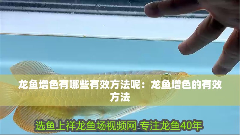 龍魚增色有哪些有效方法呢：龍魚增色的有效方法