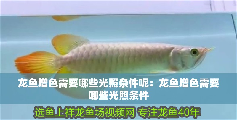 龍魚(yú)增色需要哪些光照條件呢：龍魚(yú)增色需要哪些光照條件