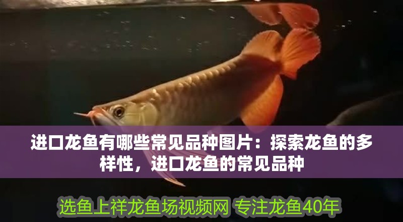 進口龍魚有哪些常見品種圖片：探索龍魚的多樣性，進口龍魚的常見品種