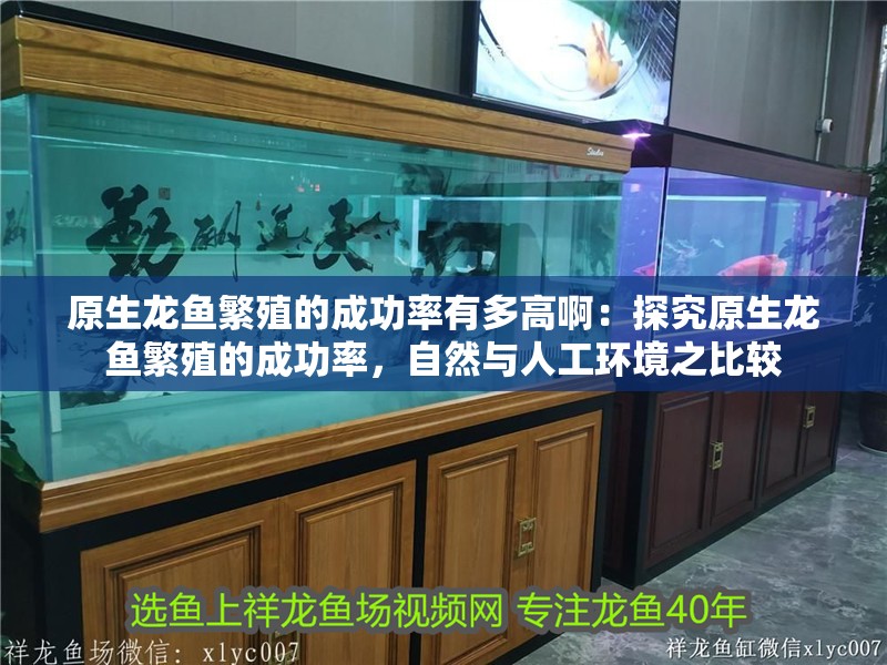 原生龍魚繁殖的成功率有多高啊：探究原生龍魚繁殖的成功率，自然與人工環(huán)境之比較