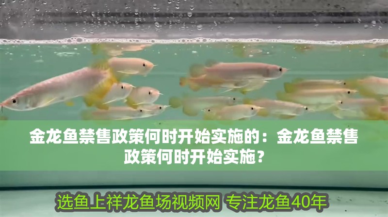 金龍魚禁售政策何時開始實施的：金龍魚禁售政策何時開始實施？