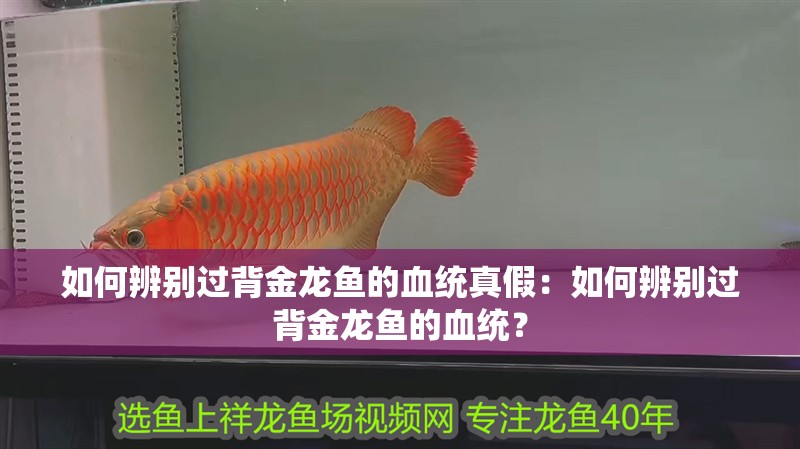 如何辨別過(guò)背金龍魚(yú)的血統(tǒng)真假：如何辨別過(guò)背金龍魚(yú)的血統(tǒng)？