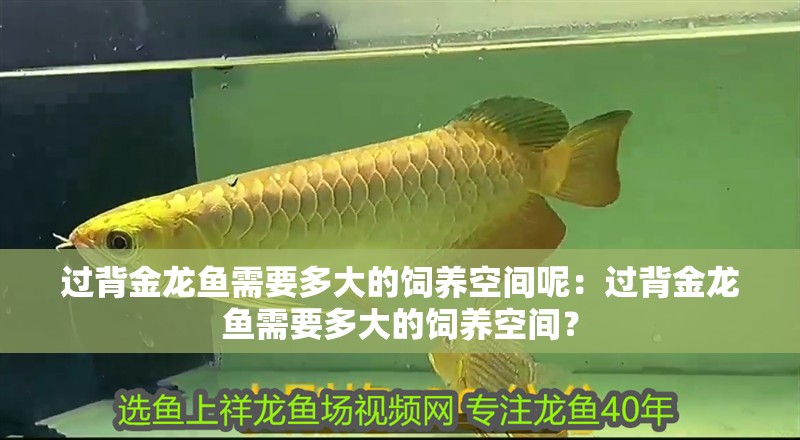 過(guò)背金龍魚(yú)需要多大的飼養(yǎng)空間呢：過(guò)背金龍魚(yú)需要多大的飼養(yǎng)空間？