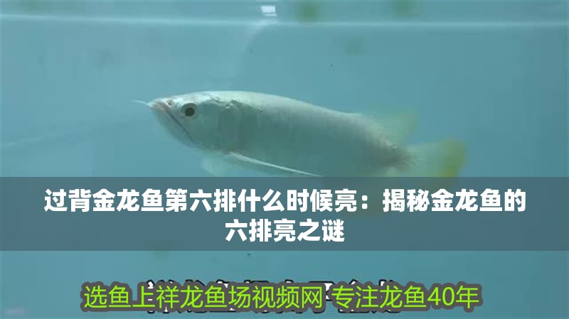 過背金龍魚第六排什么時候亮：揭秘金龍魚的六排亮之謎 過背金龍魚第六排什么時候亮：揭秘金龍魚的六排亮之謎 水族問答