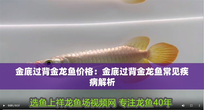 金底過(guò)背金龍魚價(jià)格：金底過(guò)背金龍魚常見(jiàn)疾病解析
