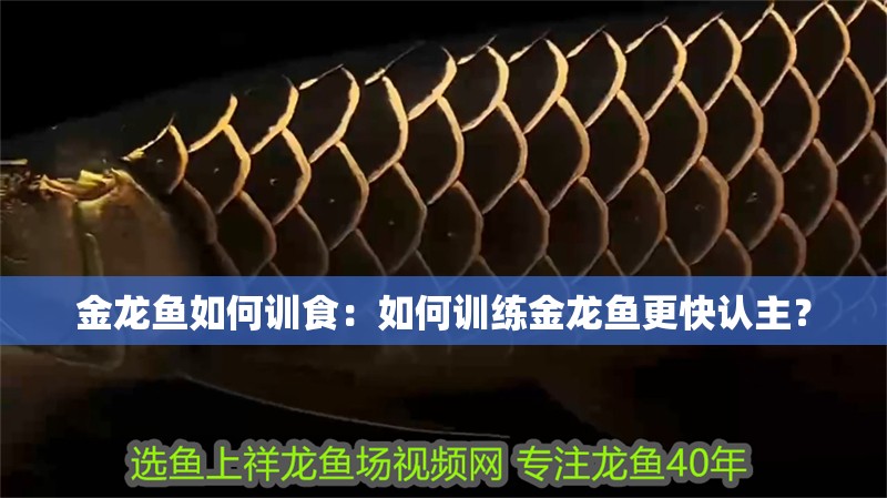 金龍魚如何訓食：如何訓練金龍魚更快認主？
