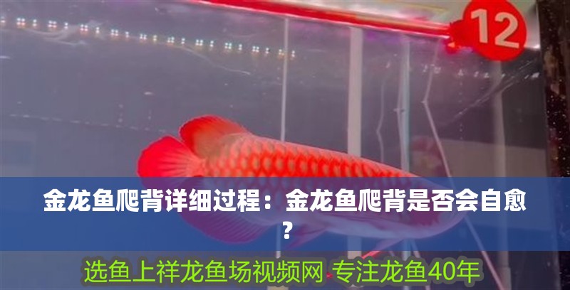 金龍魚爬背詳細過程：金龍魚爬背是否會自愈？