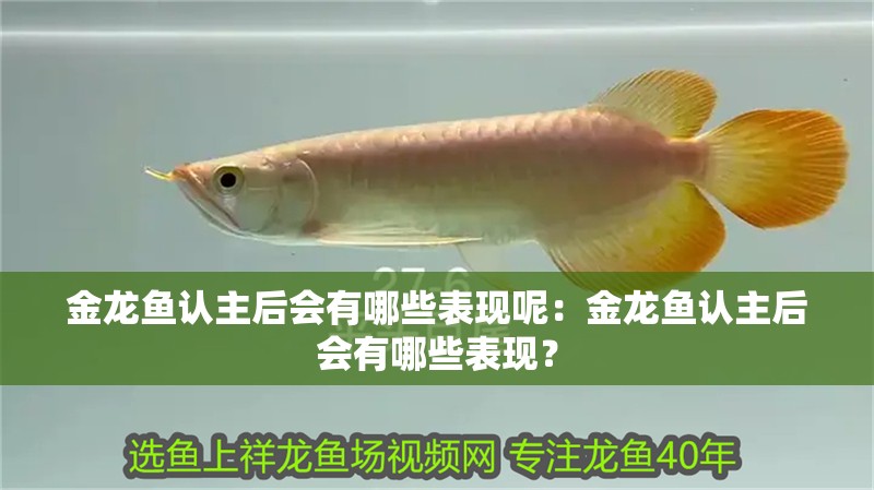 金龍魚(yú)認(rèn)主后會(huì)有哪些表現(xiàn)呢：金龍魚(yú)認(rèn)主后會(huì)有哪些表現(xiàn)？