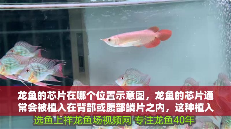 龍魚的芯片在哪個位置示意圖，龍魚的芯片通常會被植入在背部或腹部鱗片之內，這種植入程需謹慎