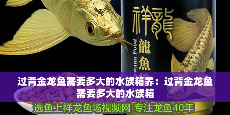 過(guò)背金龍魚(yú)需要多大的水族箱養(yǎng)：過(guò)背金龍魚(yú)需要多大的水族箱