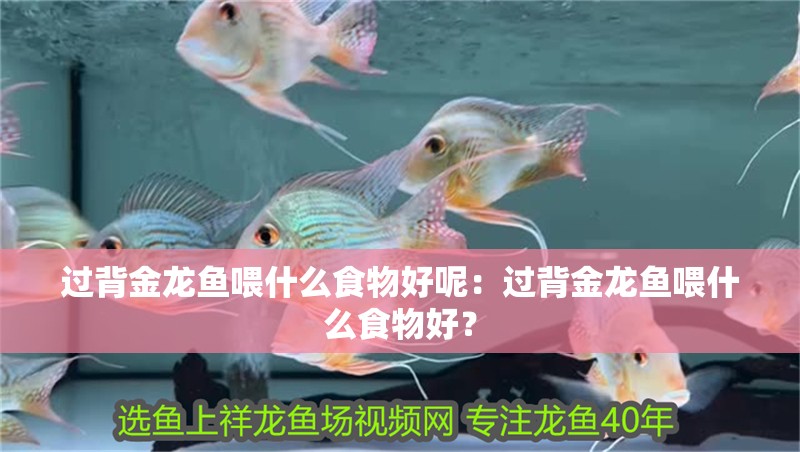 過背金龍魚喂什么食物好呢：過背金龍魚喂什么食物好？