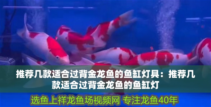 推薦幾款適合過背金龍魚的魚缸燈具：推薦幾款適合過背金龍魚的魚缸燈