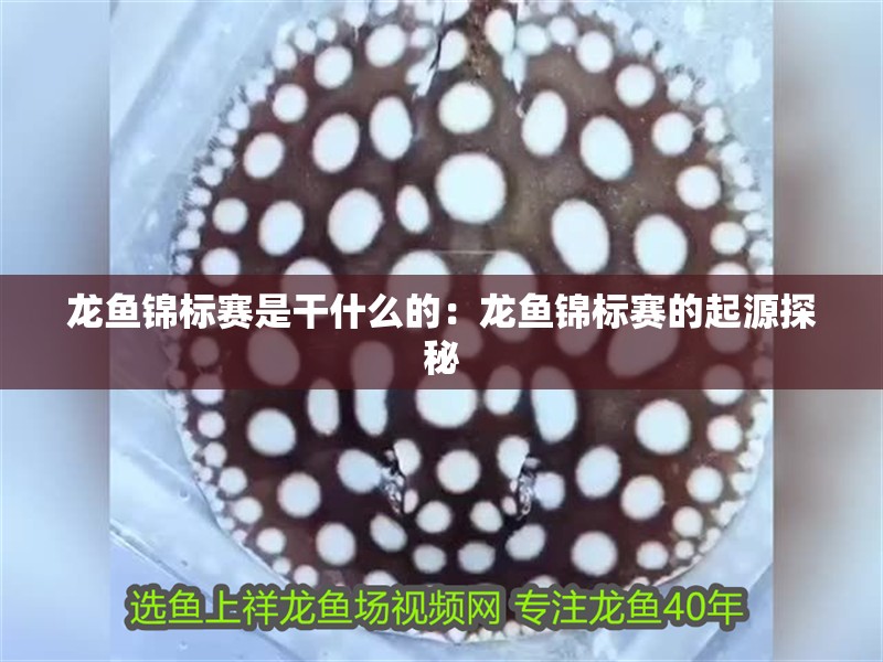 龍魚錦標賽是干什么的：龍魚錦標賽的起源探秘